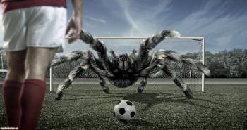 Спортивные обои - футбол, паук на воротах, , ворота, футбол, паук, мяч, трава