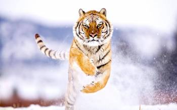 Тигр в прыжке - большие обои на рабочий стол, , тигр, кошка, снег, зима, белый, прыжок