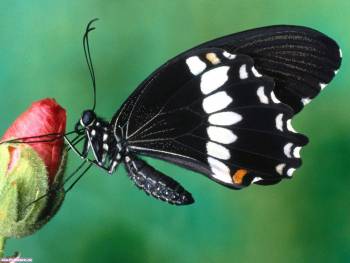 Обои бабочка, красивые обои с черной бабочкой, , черный, бабочка, цветок, зеленый. крылья