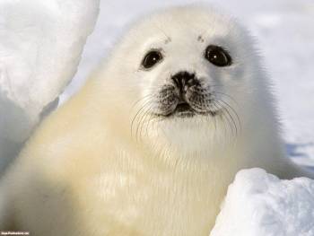 Тюлененок - милые обои с животными, , тюлень, малыш, белый, снег, детеныш