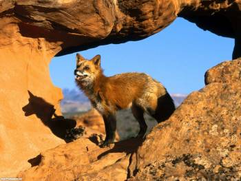 Пустынная лисица - обои для рабочего стола, , лиса, пустыня, камни, желтый, рыжий