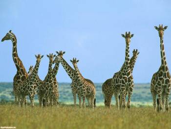 Семья жирафов - большие обои животных, , жираф, трава, желтый, небо, голубой
