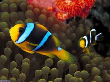 Желтая тропическая рыбка - обои с рыбками, , тропики, рыба