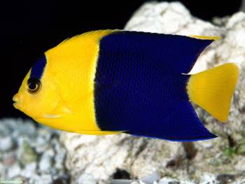 Красивая тропическая рыбка, рыбка в аквариуме, , аквариум, рыба, синий, желтый, тропики
