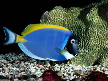 Желто-голубая аквариумная рыбка, , рыба, тропики. желтый, голубой, под водой