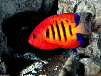 Красная тропическая рыбка, обои с рыбками, , красный, тропики, рыба, камни, аквариум