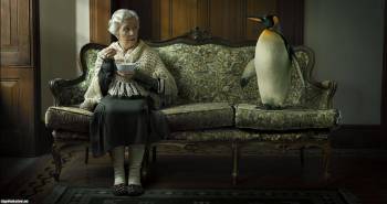 Прикольные обои - бабушка и пингвин, обои с юмором, , пингвин, софа, диван, бабушка, коричневый