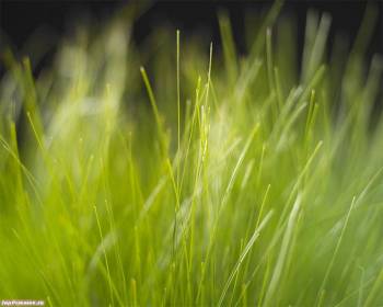 Зеленая трава - яркие обои на рабочий стол, , трава, зеленый, стебель, макро
