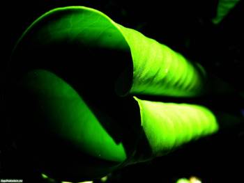 Зеленый лист - красивые обои, , лист, зеленый, стебель, растение, темный