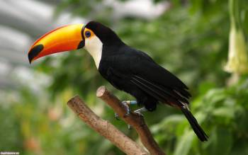 Тропическая птица тукан, красивые обои для рабочего стола, , тукан, тропики, птица, оранжевый, зеленый, черный