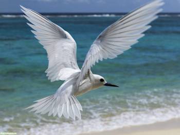 Чайка, обои с птицами. Обои чайка, , птица, чайка, море, волна, песок, белый, голубой, лазурный, полет