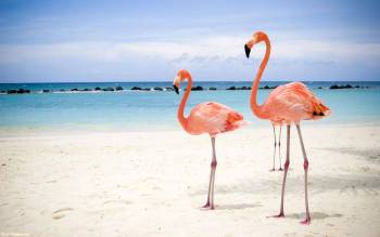 Розовые фламинго, красивые обои на рабочий стол, , фламинго, птица, океан, песок, голубой, желтый, розовый
