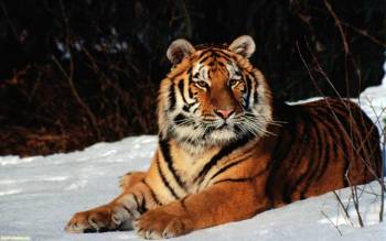 Обои - тигр на снегу, широкоформатные обои с тигром, , тигр, снег, зима, холод