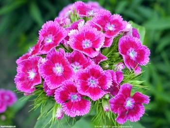 Розовые цветы - обои на рабочий стол, , розовый, цветок, природа, зеленый, трава
