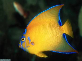 Желтая тропическая рыбка - обои, , рыба, тропики, желтый, под водой, зеленый, глубина