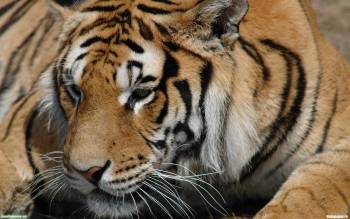 Царственный тигр - роскошные широкоформатные обои, , тигр, кошка, полосы
