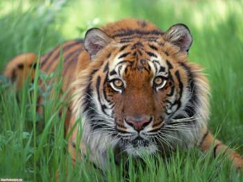 Обои тигр. Красивые обои с тигром 1600x1200 пикселей, , 1600x1200, тигр, кошка, трава, зеленый, полосы, оранжевый