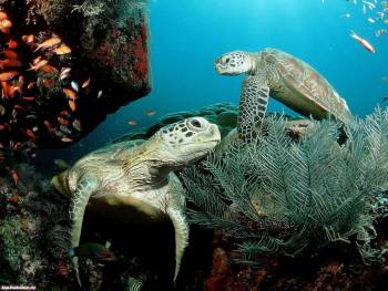 Морские черепахи - обои подводного мира, , черепаха, океан, коралл, глубина, под водой