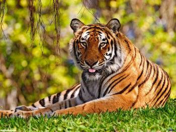Фото тигра - большие обои для рабочего стола, , тигр, фото, полосы, трава