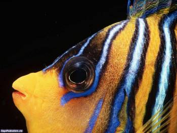 Яркая рыбка - обои для рабочего стола, , яркий, рыбка, под водой, желтый, голубой, глаз