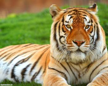 Фото тигр - красивые обои с тигром, обои тигр, , тигр, полосы, желтый, оранжевый, рыжий, трава, зеленый