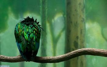 Зеленая птица на ветке - широкоформатные обои, , птица, ветка, лес, зеленый, перья