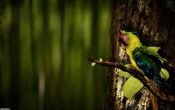 Зеленый попугай на ветке - обои 2560x1600, , зеленый, попугай, ветка