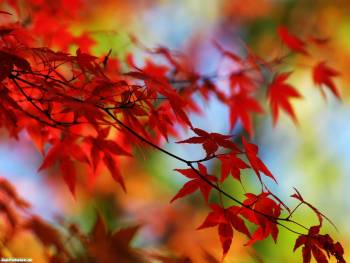 Красные осенние листья - красивые обои на рабочий стол, , листья, красный, осень, ветка