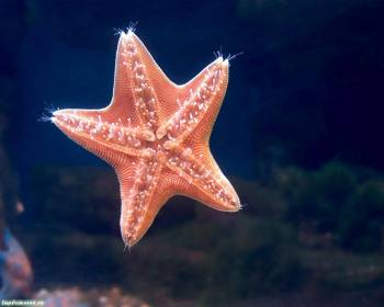 Симпотичная морская звезда - обои для рабочего стола, , звезда, морской, океан, синий, розовый