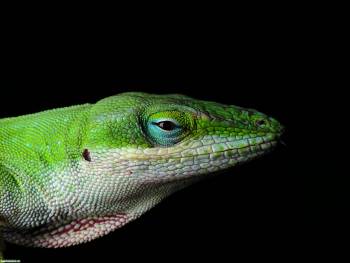 Фото ящерица, зеленая ящерица. Фото 2560x1920, , фото, ящерица, 2560x1920, зеленый, черный, макро, глаза