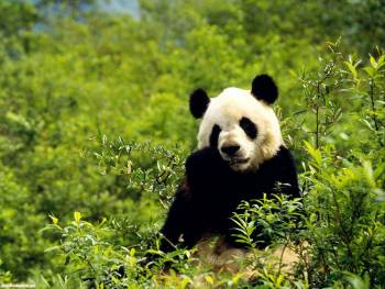 Фото панда, панда в зелени. Фото 1600*1200 пикселей, , фото, панда, 1600x1200, зеленый