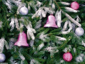 Обои Новый год 2010 - розовые колокольчики на елке, , колокольчик, иней, Новый год, 2010, елка, ель, зима, снег, белый, розовый, зеленый