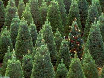 Красивые новогодние елки - обои 1600x1200, , 1600x1200, елка, Новый год, зеленый