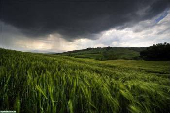 Обои природа - зеленое поле ржи, , рожь, поле, природа, зеленый, небо, пасмурно, тучи, облака, серый, ветер
