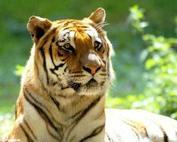 Тигры обои, скачать бесплатно обои 1280x1024, , тигр, полосы, фото, зеленый, оранжевый, 2010