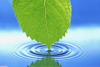 Очень красивые обои - зеленый листок касается воды, , вода, отражение, зеленый, голубой, волна, круги