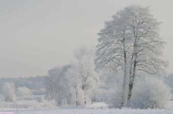 Заснеженные деревья - красивые обои зима, , зима, лес, поле, снег, холод, белый