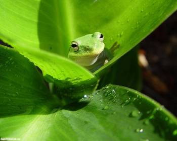 Фото лягушки - прикольные зеленые обои, , лягушка, лист, зеленый