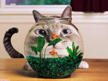 Голодный кот и золотые рыбки - обои на рабочий стол, , кот, рыба, аквариум