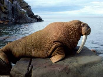 Фото морж, красивые обои животных - обои морж, , морж, камень, море, небо