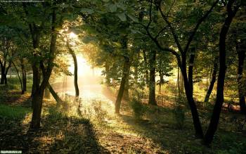 Фото восход - красивые обои летнего леса, , восход, лес, свет, зеленый, лучи