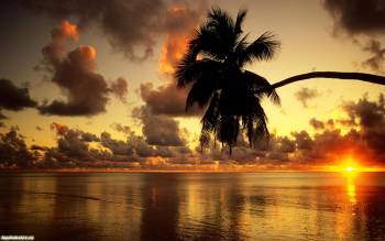 Пальма и закат - широкоформатные обои 1680x1050, , 1680x1050, пальма, закат, океан, отражение, небо, облака