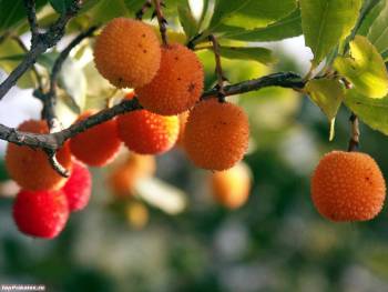 Экзотический фрукт, обои 1280x960, , 1280x960, фрукт, оранжевый, зеленый