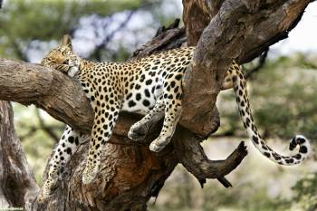 Фото леопарда - большие обои с леопардом на рабочий стол, , леопард, дерево, ветка, саванна, кошка