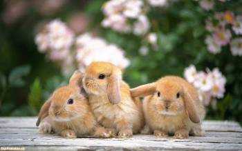 Обои кролики, милые обои с кроликами, , кролик, лавка, деревянный, кофейный, зеленый