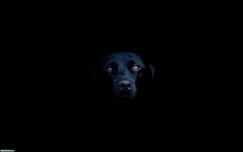 Фото собак, прикольные черные обои с собачкой, , фото, собака, черный