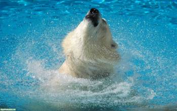 Белый медведь фото, обои с белым медведем 1680x1050 пикселей, , белый, медведь, фото, вода, брызги, голубой