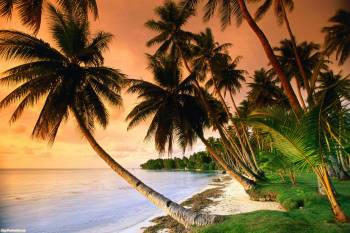 Обои - пальма на берегу океана, красивые обои природа, , природа, пальма, океан, голубой, зеленый, закат, розовый
