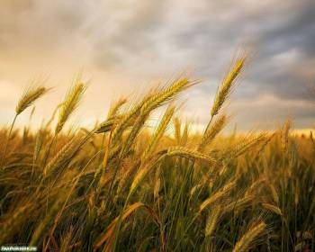 Фото - пшеничное поле, обои 1280x1024, , 1280x1024, пшеница, поле