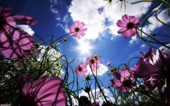 Сиреневые цветы на фоне неба и солнца, большие обои, , солнце, цветы, сиреневый, голубой, небо, облака, синий, белый, трава